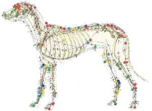 Acupuntura Veterinária em Campos dos Goytacazes