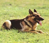 Adestramento de cães em Campos dos Goytacazes